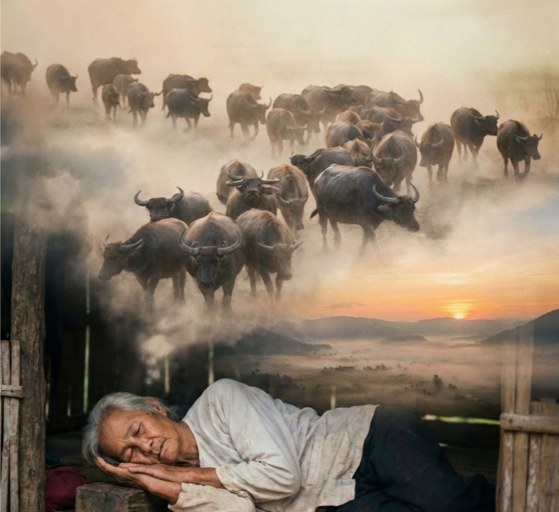 Mơ thấy đàn trâu báo hiệu thịnh vượng và hỗ trợ