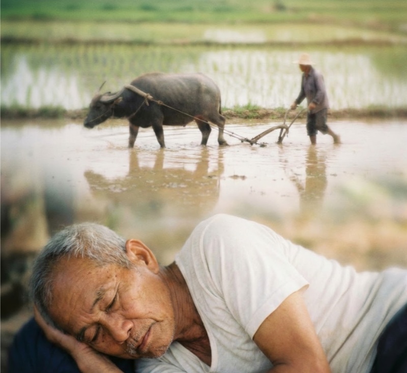 Mơ thấy trâu cày ruộng báo hiệu thành quả xứng đáng